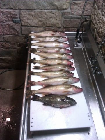 Perch Caught Ice Fishing in Door County