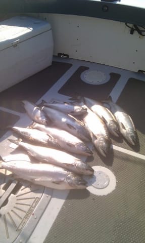 multiple steelhead fish caught on guided Door County fishing trip