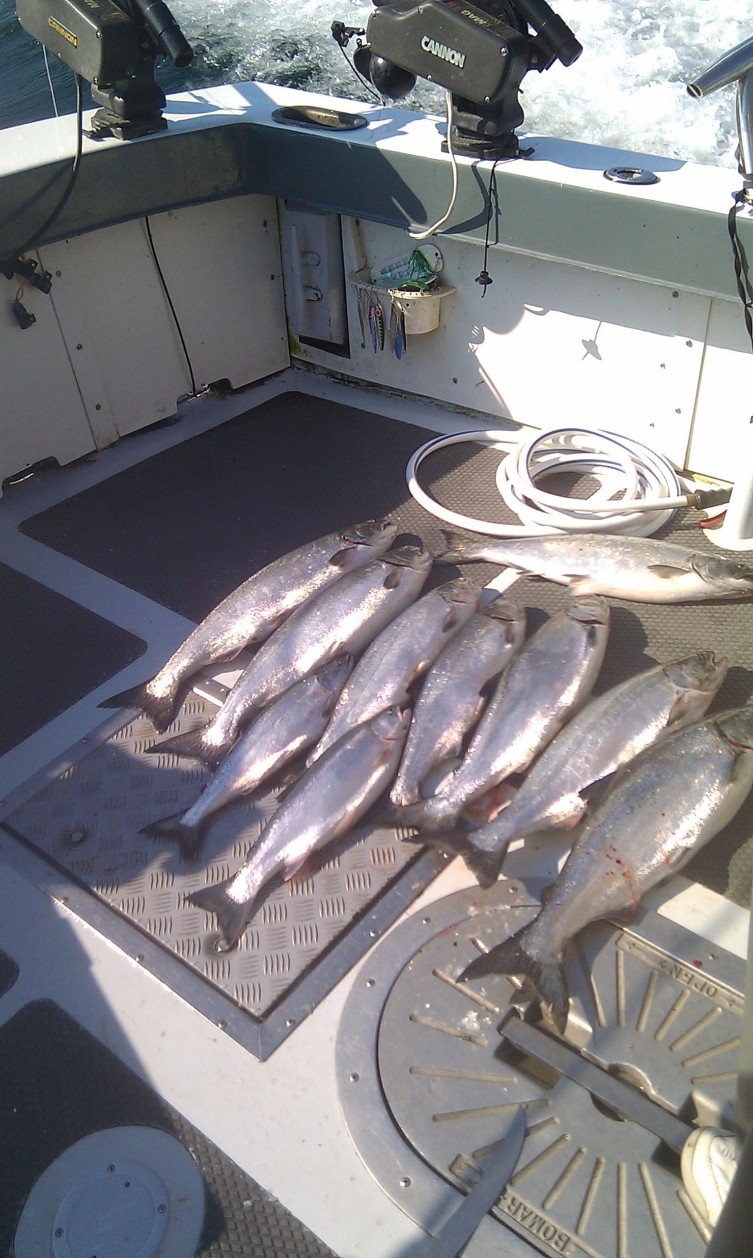 multiple steelhead trout caught on Door County fishing charter