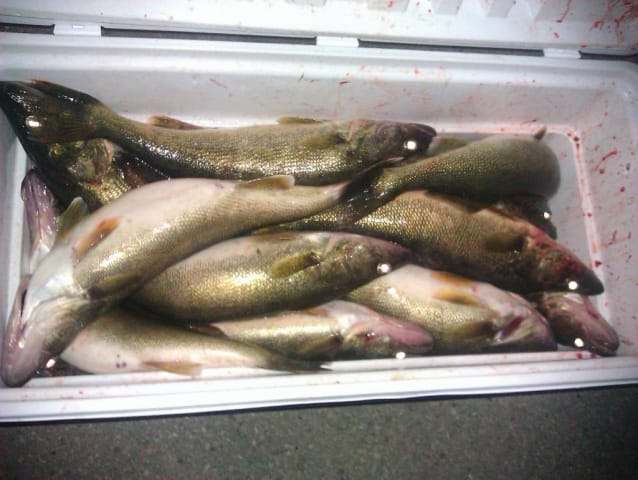 multiple walleye caught near Door County