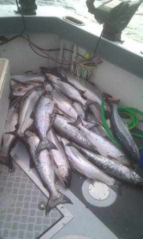 lots of Salmon and Steelhead fish in charter fishing boat in Door County