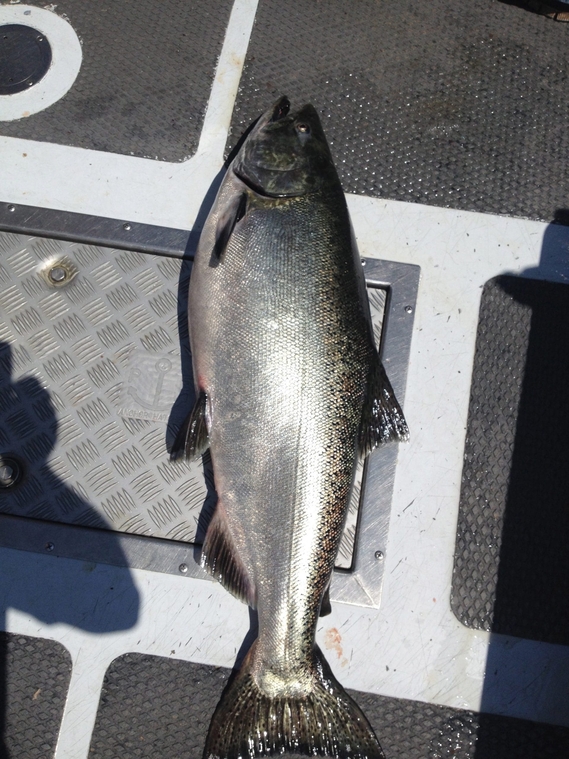 Door County Salmon Fishing